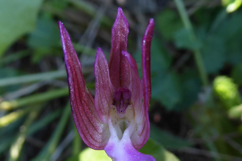 Anacamptis papilionacea ( e Anacamptis x gennarii)